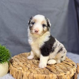 Bam Bam - Blue merle female Miniature American Shepherd puppy in Clinton, Missouri from Mockingbirds American Minis