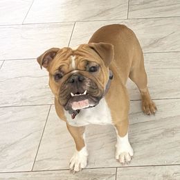 Jade - Bulldog