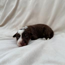Female Red Tri I - Tri-color male Border Collie puppy in Okeechobee, Florida from Cowtown Corgis & Border Collies