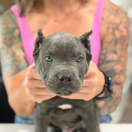 Black collar male - Gray male Cane Corso puppy in San Tan Valley, Arizona from Lofty Legends