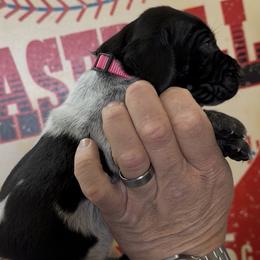 Babe pink collar - Black roan female German Shorthaired Pointer puppy in Six Mile, South Carolina from The Proper Pointer Co.