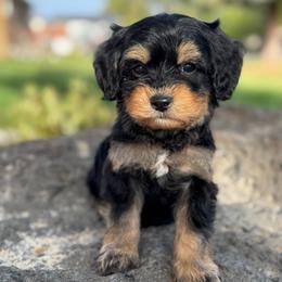 Monty (Montana) Blue - Phantom male Goldendoodle puppy in Twin Falls, Idaho from Magic Valley Family Doodles