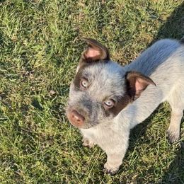 Reno - Australian Cattle Dog puppy in Ohio from Double C Stockyards
