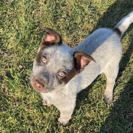 Reno - Australian Cattle Dog puppy in Ohio from Double C Stockyards