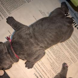 Pink collar - Gray male Cane Corso puppy in Va Beach, Virginia from Guardian Corso's