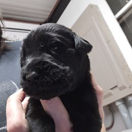 Brown Boy - Black male Giant Schnauzer puppy in Moberly, Missouri from Tseekhah (Complete Darkness) Kennel