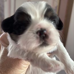 Strawberry, Rasberry,loganberry - Red and white female Shih Tzu puppy in Redmond, Oregon from Jazzie Shih Tzu & English Toy Spaniels