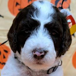 Marlon Brando - Parti male Goldendoodle puppy in Springtown, Texas from Country Pups Doodles