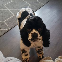 Cash - Cocker Spaniel