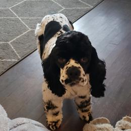 Cash - Cocker Spaniel