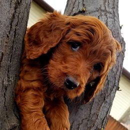 Cavapoos, Goldendoodles, and Poodles from Rosie Doodle Dandies
