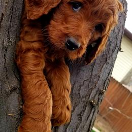 Cavapoos, Goldendoodles, and Poodles from Rosie Doodle Dandies