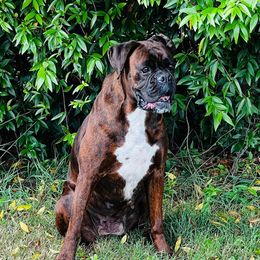 Boxers from Smokin S Kennel