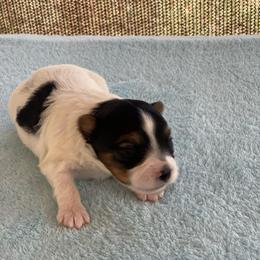 Ace- 3000 - Black tan and white male Biewer Terrier puppy in Douglas, Georgia from Heartland small breeds