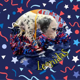 AKC LUA 2nd Pick - White and black male Dalmatian puppy in Euless, Texas from 101 Dew Dream Valley Dalmatians
