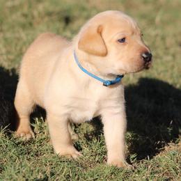 1st pick - Yellow male Labrador Retriever puppy in Four Oaks, North Carolina from TLC Retrievers