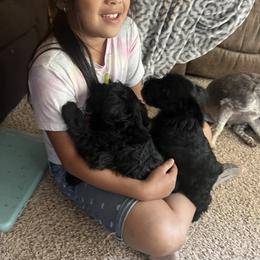 Miniature Schnauzer Puppies from Chantel's Miniature Schnauzers