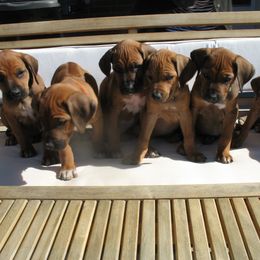 Rhodesian Ridgeback Puppies from Tifari Rhodesian Ridgebacks
