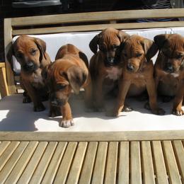 Rhodesian Ridgeback Puppies from Tifari Rhodesian Ridgebacks
