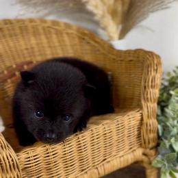 Isla - Black female Pomeranian puppy in Eden, North Carolina from Whippoorwill Pomeranians