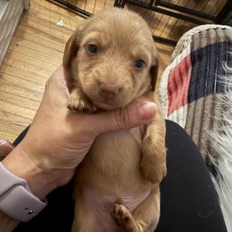 Mochi - Red male Dachshund puppy in Erie, Michigan from Champagne’s Grinch Toe’d Dachshunds