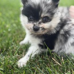 Right eye patch-ash - Merle male Pomsky puppy in Kingston, Michigan from Browns Pomskys