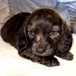 Boy 1 - Brindle male Dachshund puppy in Fredonia, Arizona from Desert Horizon Dachshunds