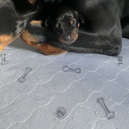 Doberman Pinscher Puppies from TeatreeDoberman