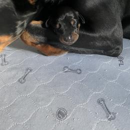 Doberman Pinscher Puppies from TeatreeDoberman