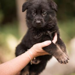 Parker - Bi-color male German Shepherd puppy in Berwick, Maine from Vom Rindahaus Shepherds