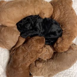 Poodle puppies from Pawfect Transporters & Breeding, LLC