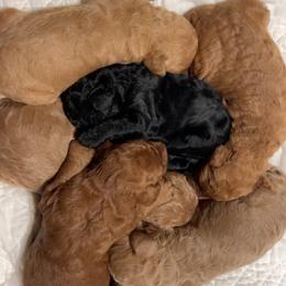 Poodle puppies from Pawfect Transporters & Breeding, LLC