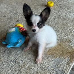 Sadie's Girl 1 - White black and tan female Papillon puppy in Shirley, Arkansas from Lucky Pups