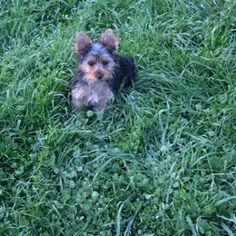 Macy - Black and tan female Yorkshire Terrier puppy in Grafton, West Virginia from Gemstone Kennel