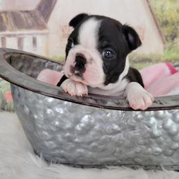 Boston Terrier Puppies from Our Gang Bostons