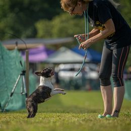 Breeze - Boston Terrier