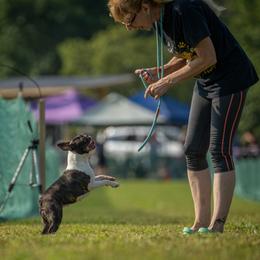 Breeze - Boston Terrier