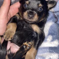 Prague Ratter Puppies from North Star Gem’s Prague Ratters