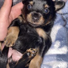 Prague Ratter Puppies from North Star Gem’s Prague Ratters