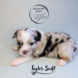 Taylor Swift - Blue merle female Miniature Australian Shepherd puppy in Harrisonville, Missouri from Trailside Mini Aussies