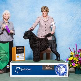 Renegade - Portuguese Water Dog