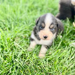 Lindt - Black tri-color male Australian Shepherd puppy in Kentland, Indiana from Pine Grove Aussies