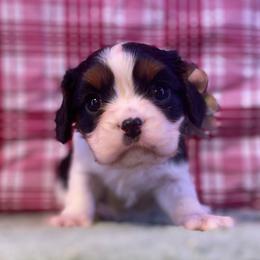 Lila - Tri-color female Cavalier King Charles Spaniel puppy in Crawford, Tennessee from Lilly Lane Spaniels