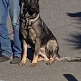 German Shepherd Puppies from Janet Griffen
