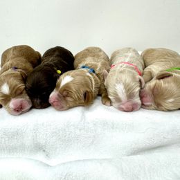 Australian Labradoodle Puppies from Heritage Manor Labradoodles (HML)