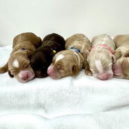 Australian Labradoodle Puppies from Heritage Manor Labradoodles (HML)