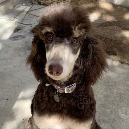 Dachshund and Poodle Puppies from Chocolate Pet Connection