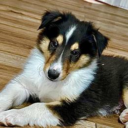 Boy 5  RJ - male Scottish Collie puppy in Newcastle, Wyoming from Wykota 7K Scottish Collies