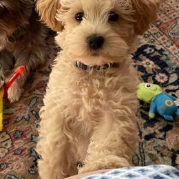 Schnoodle Puppies from Growing Puppies