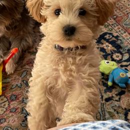 Schnoodle Puppies from Growing Puppies